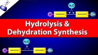 Hydrolysis and Dehydration Synthesis [upl. by Polk]