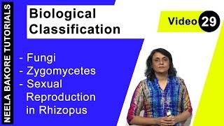 Biological Classification  NEET  Fungi  Zygomycetes  Sexual Reproduction in Rhizopus  Dr Neela [upl. by Johm747]