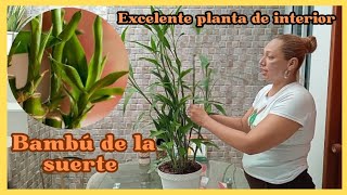 Como cuidar el BAMBÚ DE LA SUERTE para tenerlo siempre hermoso plantasdecasa [upl. by Philbin]