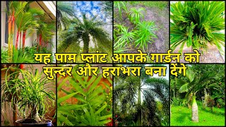 Top 12 Palm Plants  All Palm Plants  Evergreen Plant [upl. by Hussar]