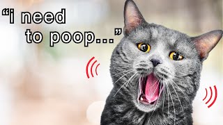 Top 7 Most Common Cat Vocalizations and What They Mean [upl. by Eelrebma550]