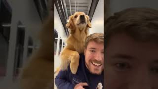 Worlds Smartest Dog smartdog goldenretriever [upl. by Nine]