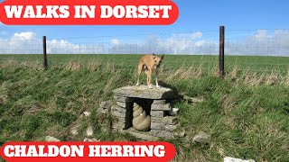 WALKS IN DORSET at CHALDON HERRING or EAST CHALDON [upl. by Patty]