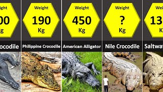 Size Comparison Crocodilians Crocodiles Alligators Caimans Gharial [upl. by Yvel]