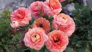 How to Save Ranunculus Plant for Next Season  Easy Way to Save Ranunculus Plant for Next Season [upl. by Spence]