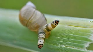 This MindControlling Parasite Turns Snails Suicidal [upl. by Pacifica]