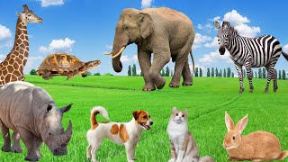 Unique Characteristics of Animals  Elephant Giraffe Rhinoceros Zebra Rabbit Turtle [upl. by Aldarcie]