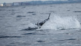 Tonfisk i Öresund Bluefin Tunas in Öresund [upl. by Aibsel]