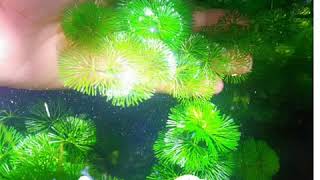 Cabomba Green Aquatic Plants  Strategies on how to grow more [upl. by Renmus]