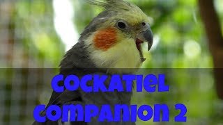 Cockatiel Companion 2 60 minutes of Cockatiel Sounds for your Pet Cockatiel CockatielCompanion [upl. by Esylle]