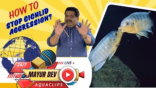 How to STOP Cichlid Aggression  All About Aquarium Fish  Mayur Dev Aquascaper  Aqua Clips [upl. by Devi]