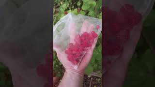 Picking some invasive wineberries rubus phoenicolasius wineberry eattheweeds foraging [upl. by Moya]