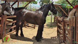 Características de las Hembras de Trote y Galope  TvAgro por Juan Gonzalo Angel [upl. by Mosi]