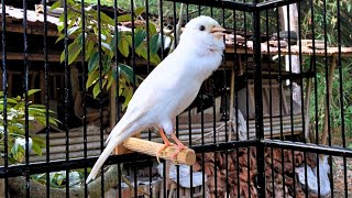 A Special Waterslager Canary Singing For Training [upl. by Erapsag]