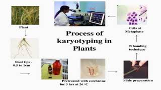 Process of Karyotyping in Plants [upl. by Janel580]