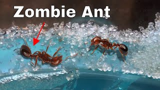 How I Made an Ant Think It Was Dead—The Zombie Ant Experiment [upl. by Fanestil]