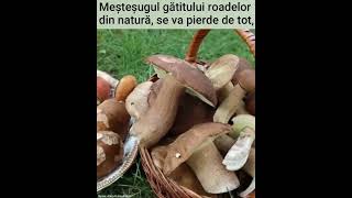 Macrolepiota procera sau Piciorul Căprioarei [upl. by Yrtneg365]