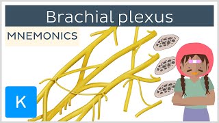 Brachial plexus mnemonics  Human Anatomy  Kenhub [upl. by Arodaeht348]