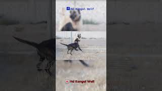 Presa Canario Vs Kangal [upl. by Icrad]