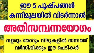 കന്നിമൂലയിൽ വളരുംതോറും വീടുകളിൽ സമ്പത്ത് വർദ്ധിപ്പിക്കുന്ന 5 ചെടികൾ Astrology malayalam [upl. by Jarrell]