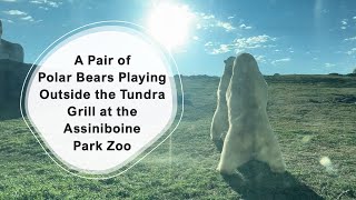 A Pair of Polar Bears Playing Outside the Tundra Grill at the Assiniboine Park Zoo papaatthezoo [upl. by Breban]