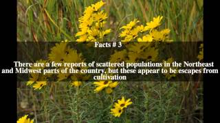 Helianthus salicifolius Top  5 Facts [upl. by Allac]