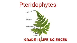 Pteridophytes  Biodiversity of plants Grade 11 Life Sciences [upl. by Acsirp]