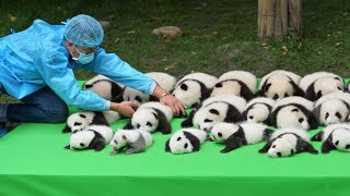 Cutest baby Panda Videos Compilation Cute moment of the Animals  Cutest Pandas [upl. by Ttimme]