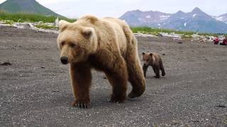 Reactions to CLOSE BROWN BEAR encounter [upl. by Aniri]