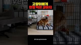 고양이에게 한방 먹은 강아지 ㅋㅋㅋ [upl. by Ilene]