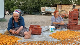 AKŞAM SERİNLİĞİNDE HOŞAFLIK KAYISI SERDİK 😍KABAK DOLMASINI BU ŞEKİLDE YAPIN BAYILACAKSINIZ 🤌🏻 [upl. by Vassily]