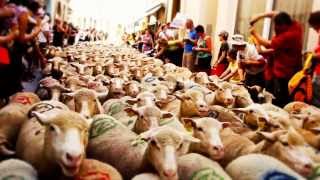 Fête de la Transhumance de Die au Vercors  Drôme  Diois [upl. by Yewed]