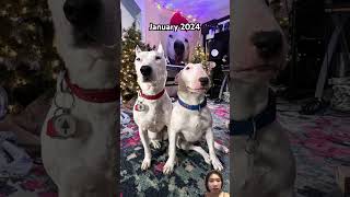 dog sadpuppy pitbull dogjoy puppy puppyhood greenscreen puppydiaries doglover puppylife [upl. by Anelegna42]