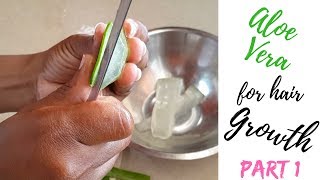 Aloe Vera Plant for hair growth  part 1 [upl. by Llyrat]