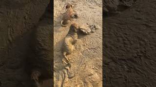 So much mud funnypuppy dog goldenretriever muddy dogvideo muddypaws mudpuppies [upl. by Bortz]