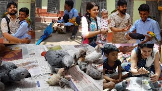 Birds Hand Feeding Tips  People Came To Visit Parrot Dipankar Bird Farm From 2000 km Away [upl. by Kenwood756]