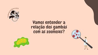 Gambás vamos entender a relação dos gambás com as zoonoses [upl. by Ynaiffit709]