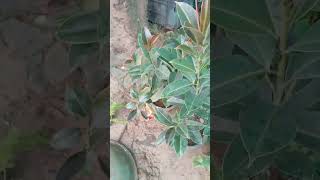 🎇🎆How to make eraser to rubber plant [upl. by Yelrac661]