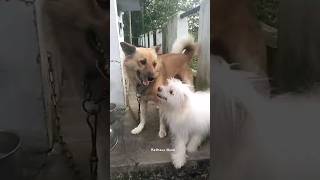 എടാ anganeyonnum allada suraj skit doglover dogshorts [upl. by Skilken]