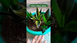 3 Best indoor plants for home shorts viral trending organicgardening indoorplants ytshorts [upl. by Ahsirpac]