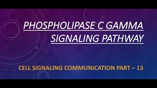 PHOSPHOLIPASE C GAMMA SIGNALING PATHWAY  PART 13 [upl. by Toogood]