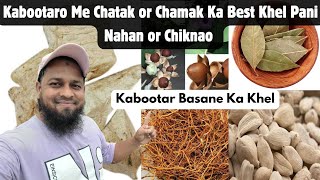 Kabootar Ko Basane Ka Khel 🔥Kabutar Me Chamak Ka Nahan or Chiknao pigeonscarefactory5328 [upl. by Kirven]