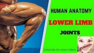 Human anatomy  Lower Limb  Joints [upl. by Matta112]