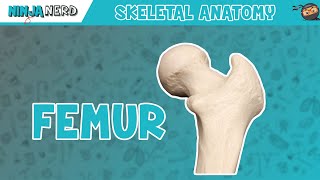 Femur Anatomy [upl. by Aiuqes]