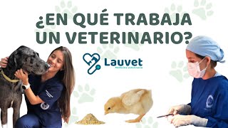 ÁREAS DE TRABAJO PARA UN MÉDICO VETERINARIO  Lauvet [upl. by Retniw]