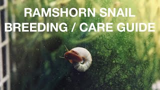 HOW TO BREED RAMSHORN SNAILS [upl. by Lyckman945]