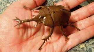 カブトムシを切り折り紙で作ってみよう Lets make a kiriorigami rhinoceros beetle [upl. by Traver]