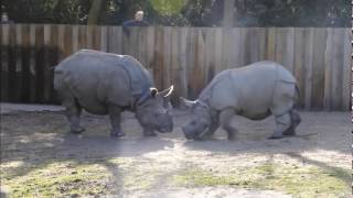 Neushoorns Karamat en Johanna ontmoeten elkaar voor het eerst [upl. by Naed]