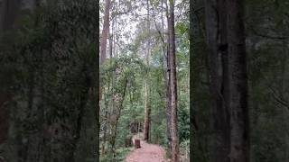 The Beautiful Cumberland State Forest eucalyptus forest sydney [upl. by Cusick]