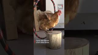 Worlds smartest chicken sets record 🐔 GuinnessWorldRecord [upl. by Lerrad]